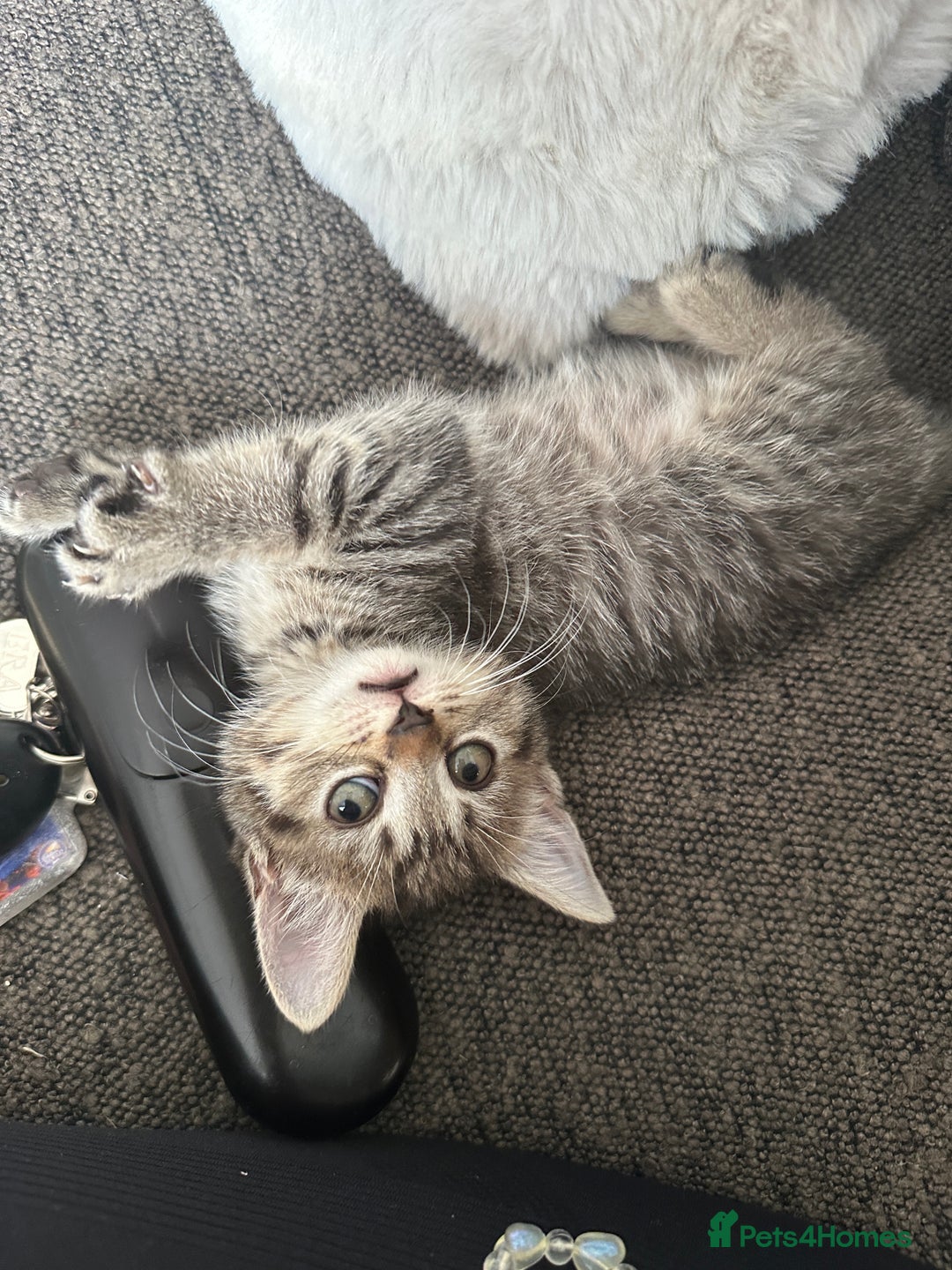Mixed Breed cats for sale: Kitten’s ready now  - Image 8