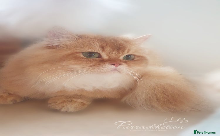 British Longhair cats - Advert 8