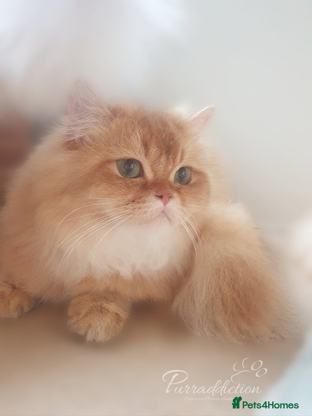 British Longhair cats for sale: British Longhair older kitten for sale  - Image 1