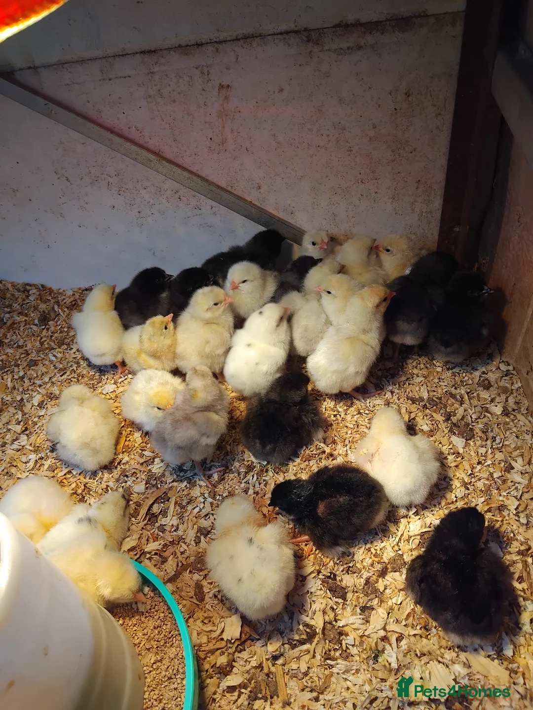 Chickens poultry for sale: JERSEY GIANT  - Advert 1