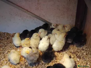 Chickens poultry JERSEY GIANT - Advert 3