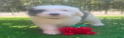 Old English Sheepdog dogs for sale: Old English x St Bernard SCOTLAND - Advert 11