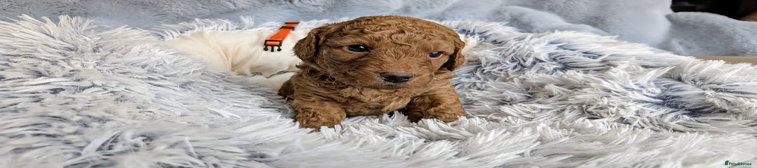Australian Double Doodle Labradoodle Puppy Miss Orange