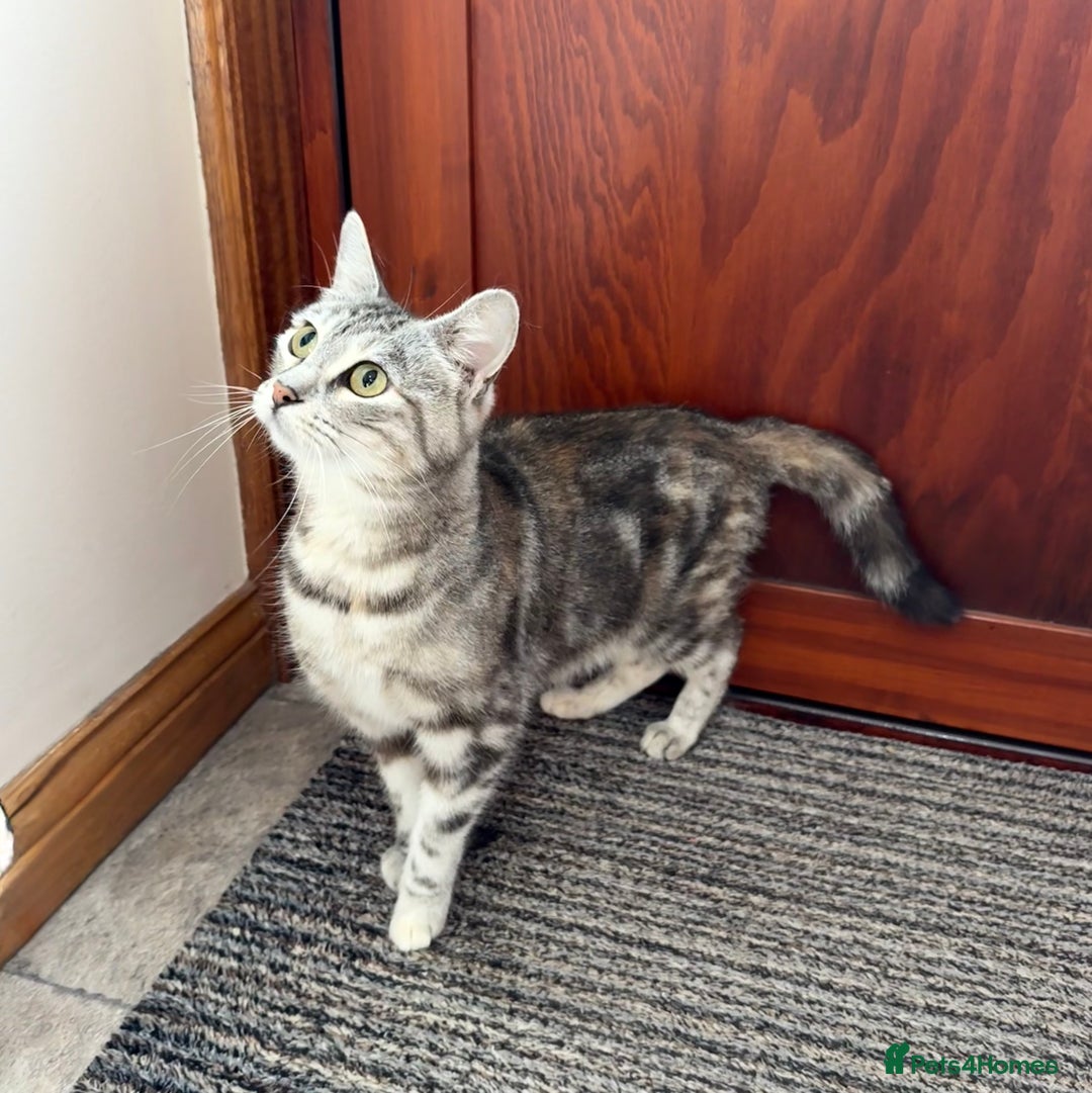 Mixed Breed cats for sale: Gorgeous female cat - Image 5