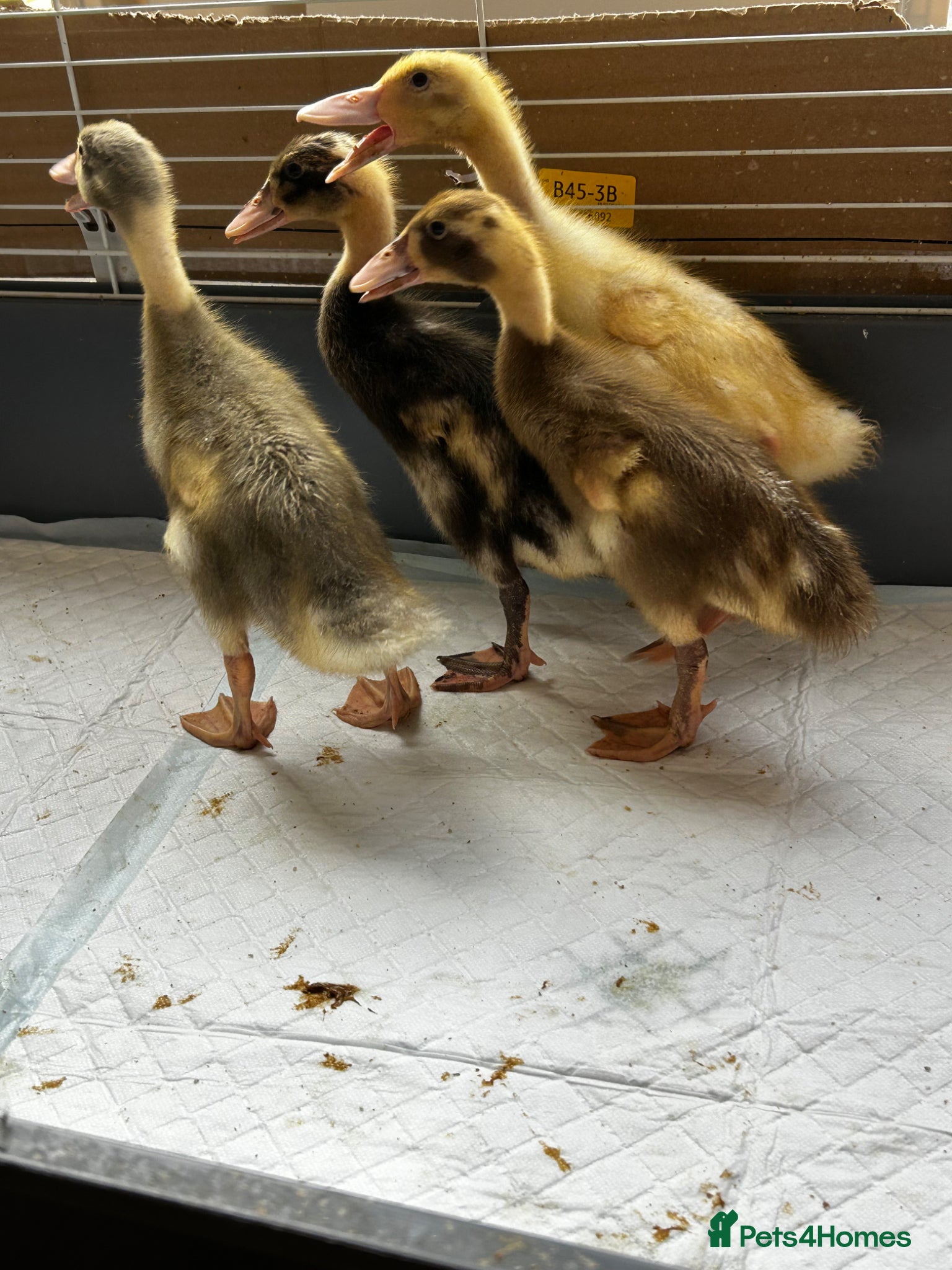 Ducks poultry 4 female runner ducklings for sale  - Advert 2