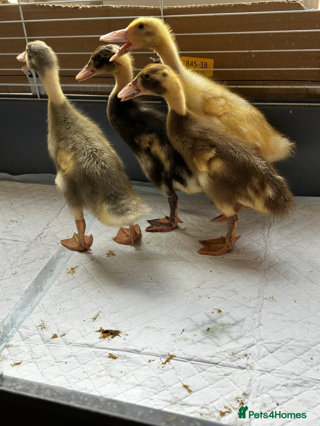 Ducks poultry for sale: 4 female runner ducklings for sale  - Advert 1