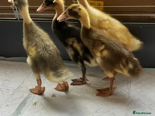 Ducks poultry 4 female runner ducklings for sale - Advert 2