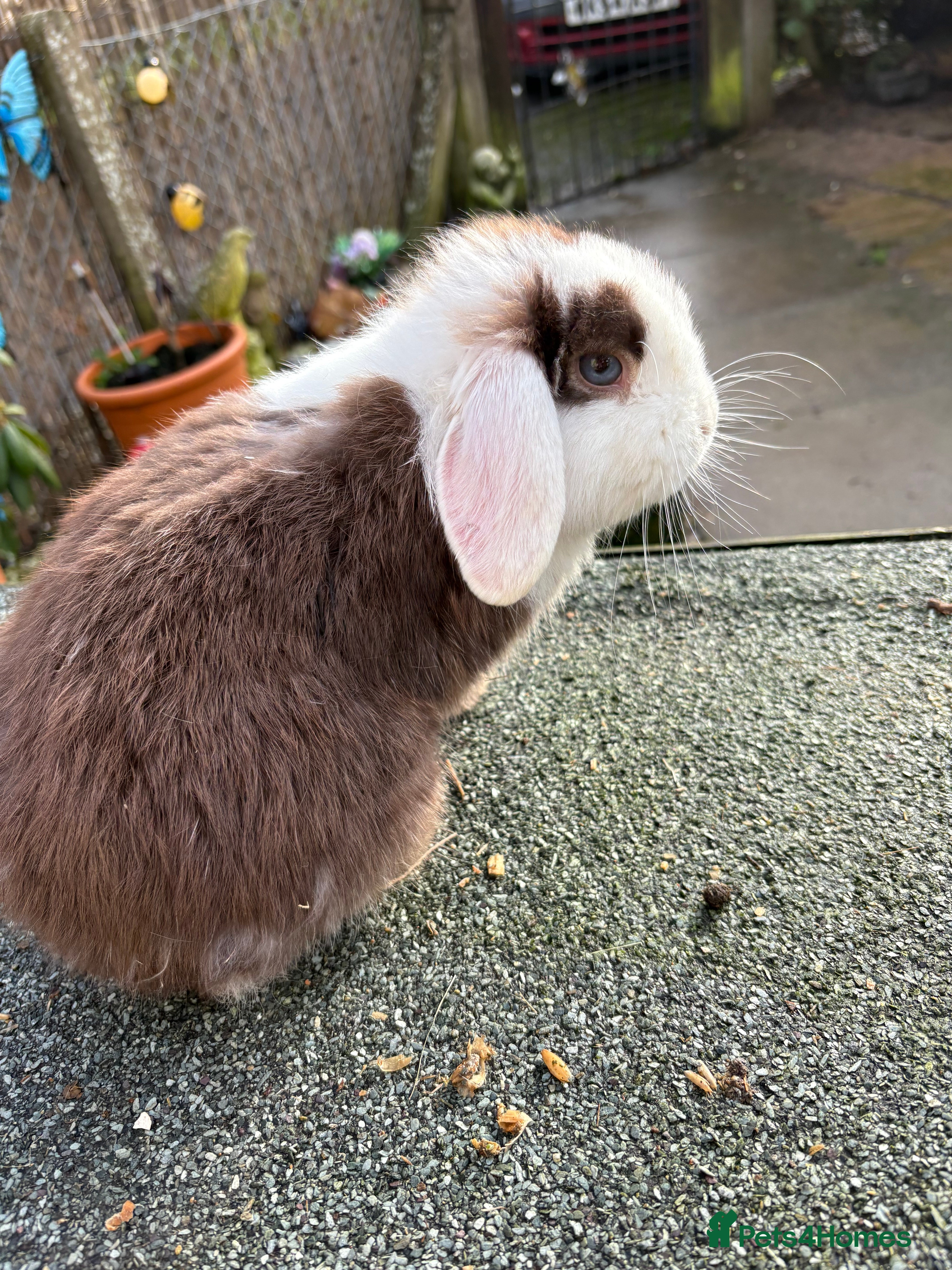 Mini Lop rabbits baby boy mini lops😍 - Advert 5