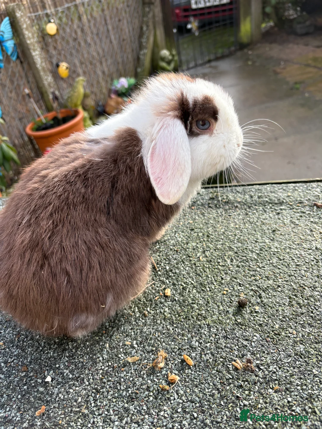 Mini Lop rabbits for sale: baby boy mini lops😍 - Advert 1