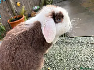 Mini Lop rabbits baby boy mini lops😍 - Advert 1
