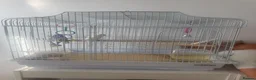 Budgerigars birds for sale: Budgies x2 - Advert 2