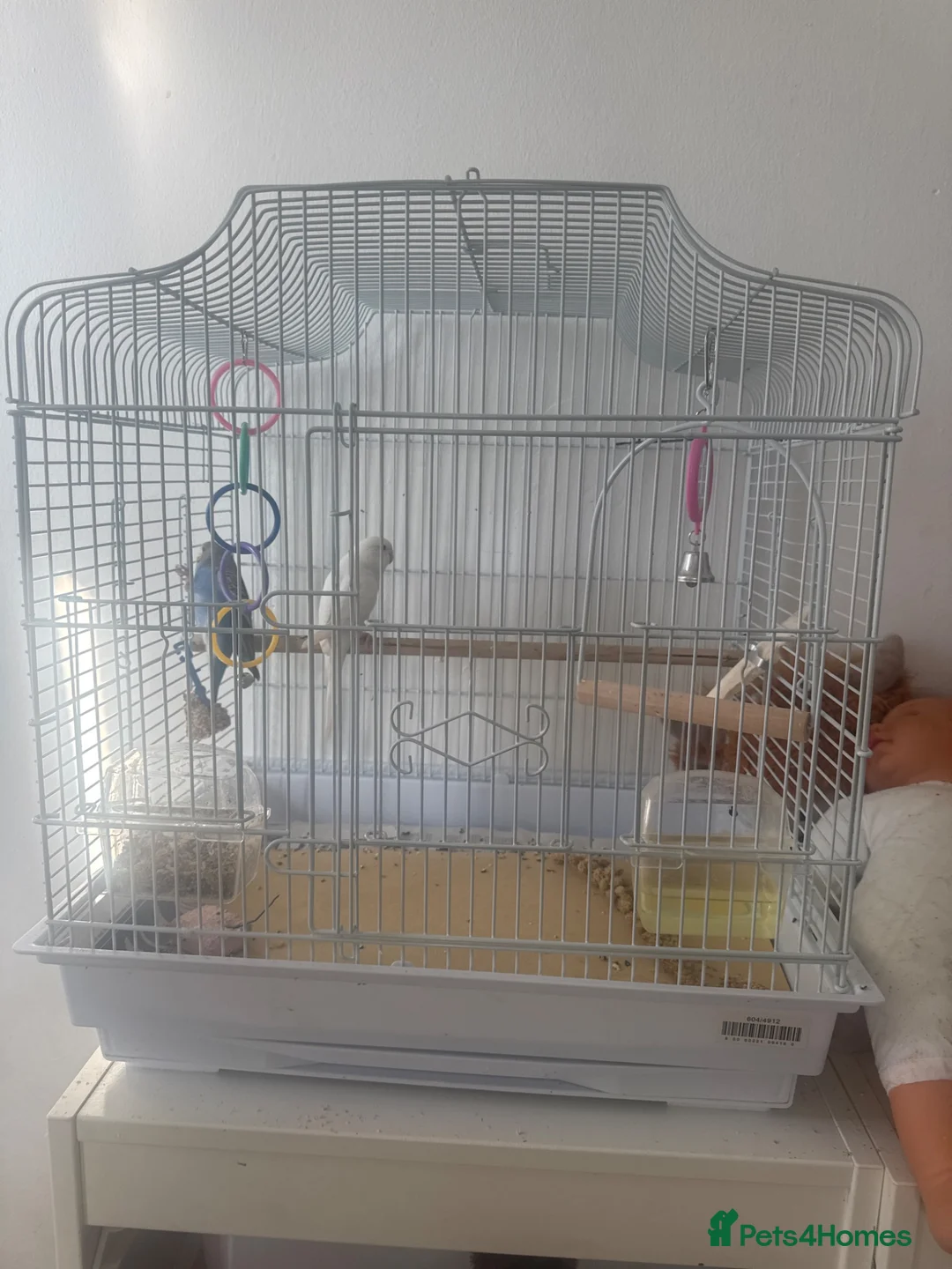 Budgerigars birds for sale: Budgies x2 - Advert 2