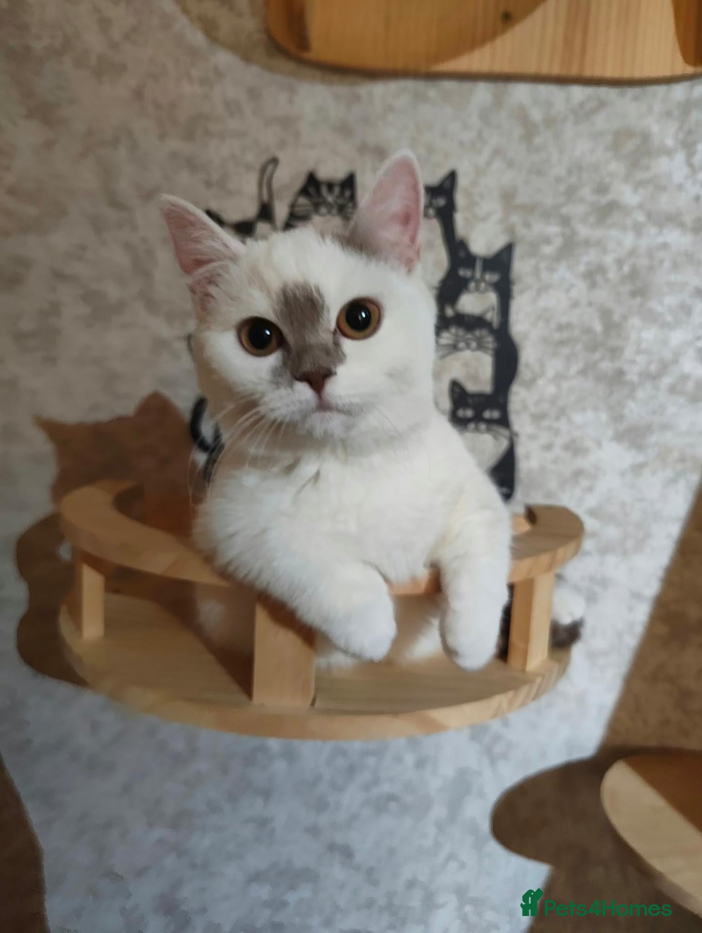Munchkin cats Super short legs Munchkin kittens  - Advert 1