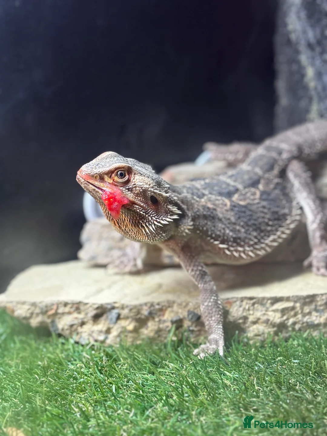 Bearded Dragon reptiles for sale: Rhea (female bearded dragon)  in Braintree - Advert 1