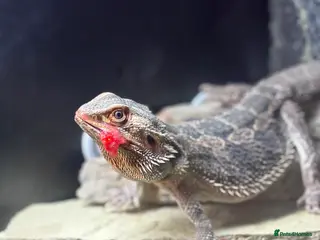 Bearded Dragon reptiles Rhea (female bearded dragon) in Braintree - Advert 1