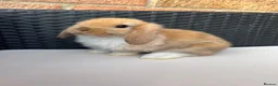 Mini Lop rabbits for sale: Pure bred mini lops  in Haverhill - Advert 6