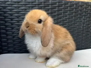 Mini Lop rabbits Pure bred mini lops - Advert 5