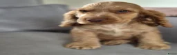 Cocker Spaniel dogs for sale: Show Kc Spaniel boys ready for there forever home - Advert 29