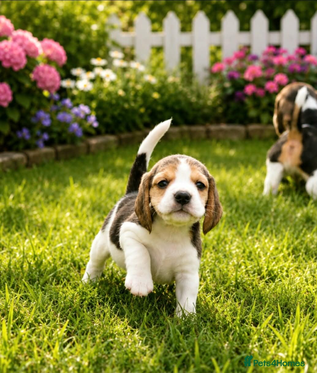 Beagle dogs KENNEL CLUB REG BEAGLE GIRL PUPPIES - Advert 2