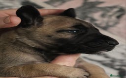 Presa Canario dogs for sale: Presa Canario pups  - Image 8