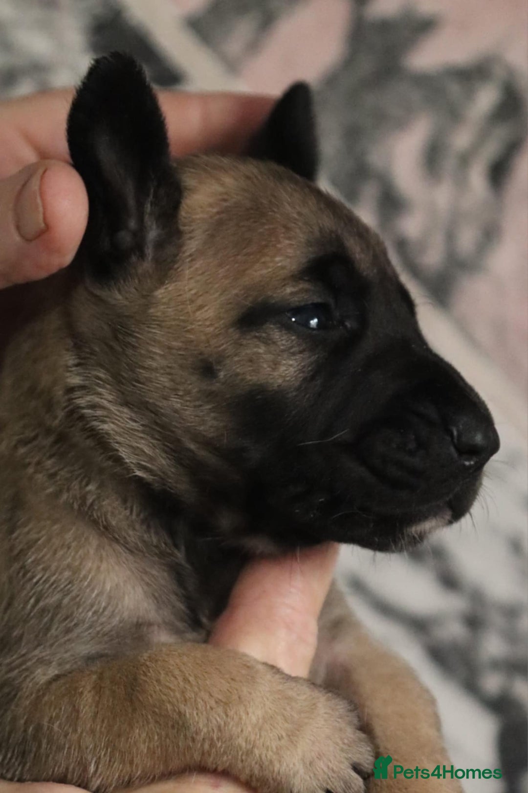 Presa Canario dogs for sale: Presa Canario pups  - Image 8