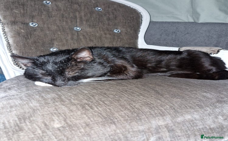 Mixed Breed cats - Advert 10