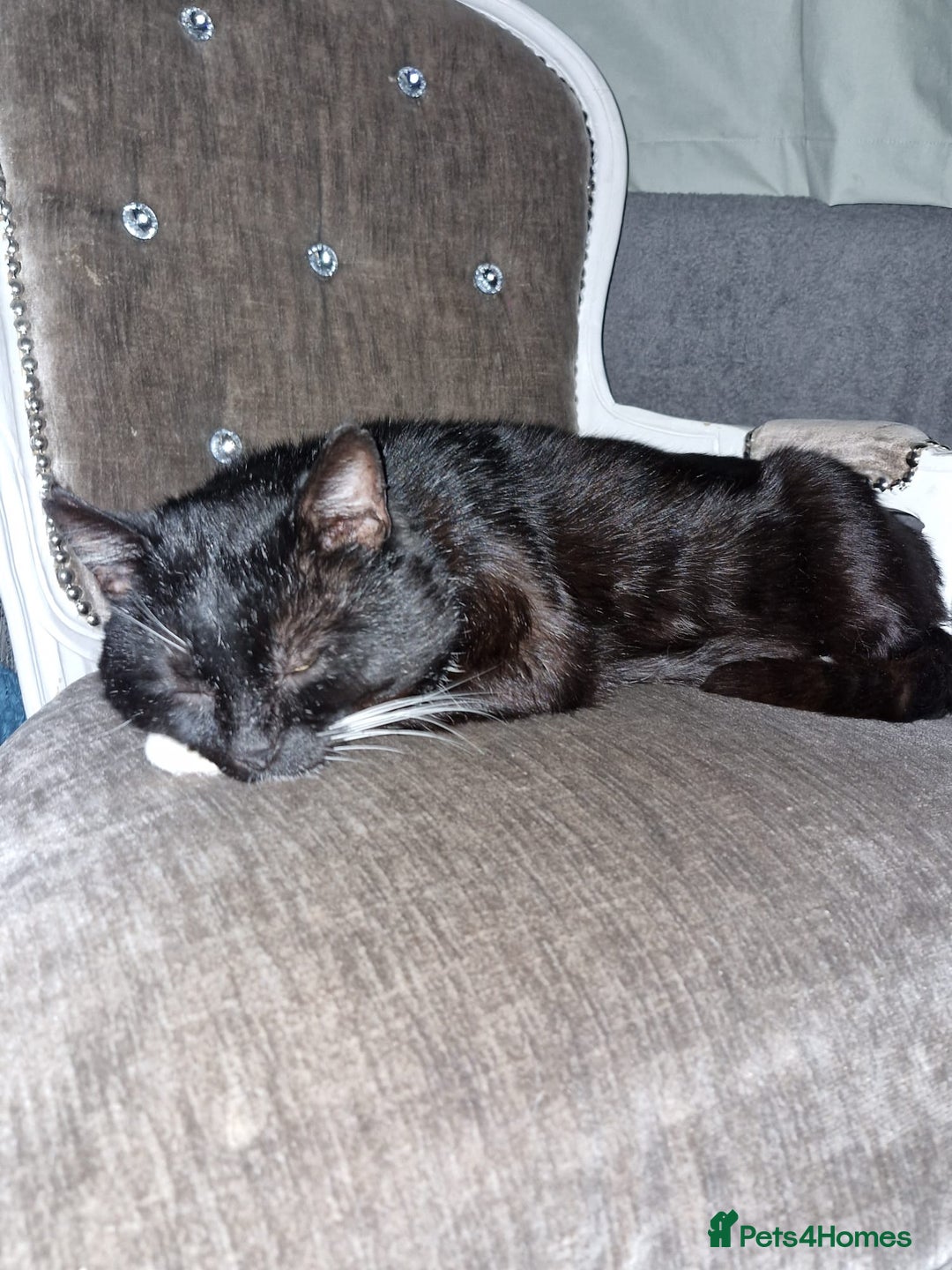 Mixed Breed cats for sale: Lord Nibbles needs a Castle - Image 1