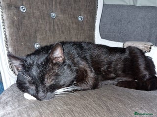 Mixed Breed cats - Advert 31