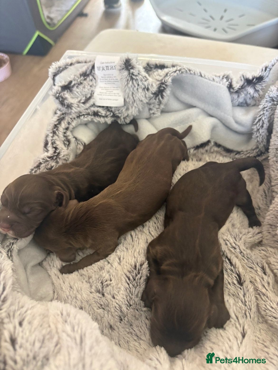 Cocker Spaniel dogs Cocker Spaniel Puppies - Advert 1