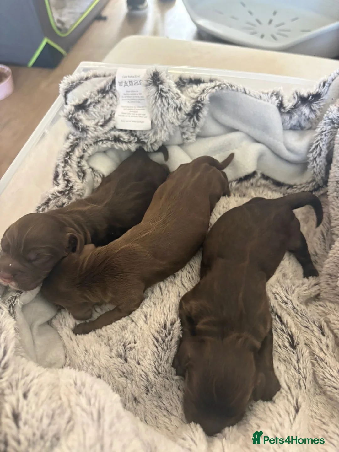 Cocker Spaniel dogs for sale: Cocker Spaniel Puppies in Middlesbrough - Advert 1