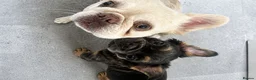 French Bulldog dogs for sale: Fluffy French Bulldog  - Advert 3