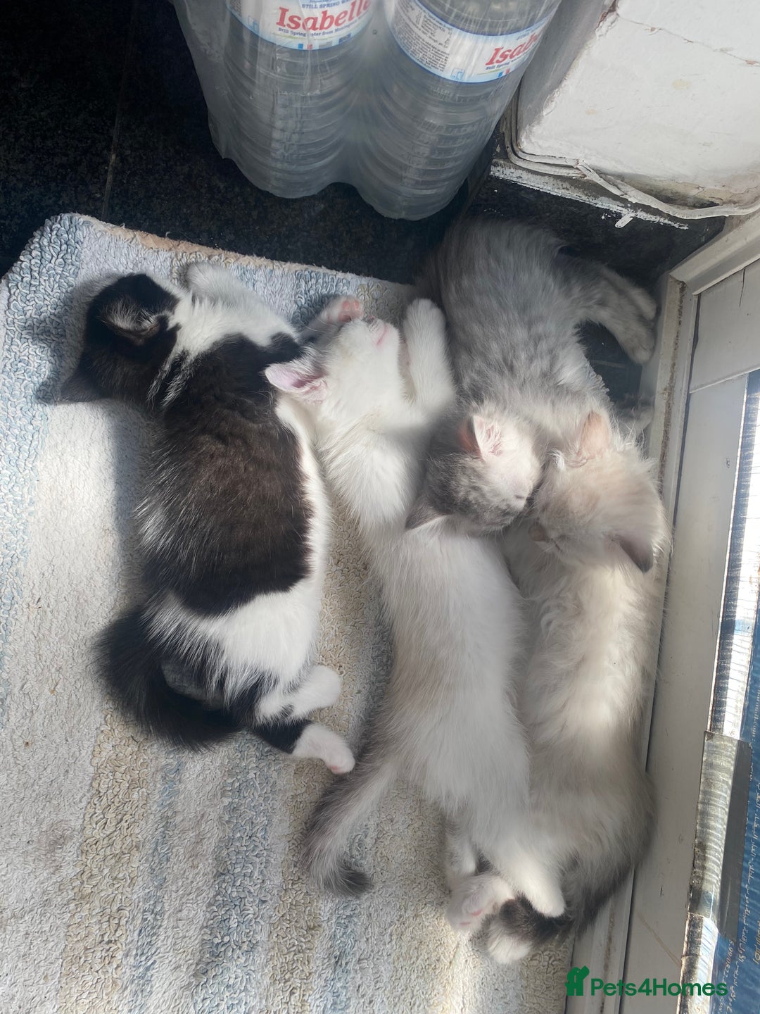 Persian cats for sale: Female Kitten - Image 4