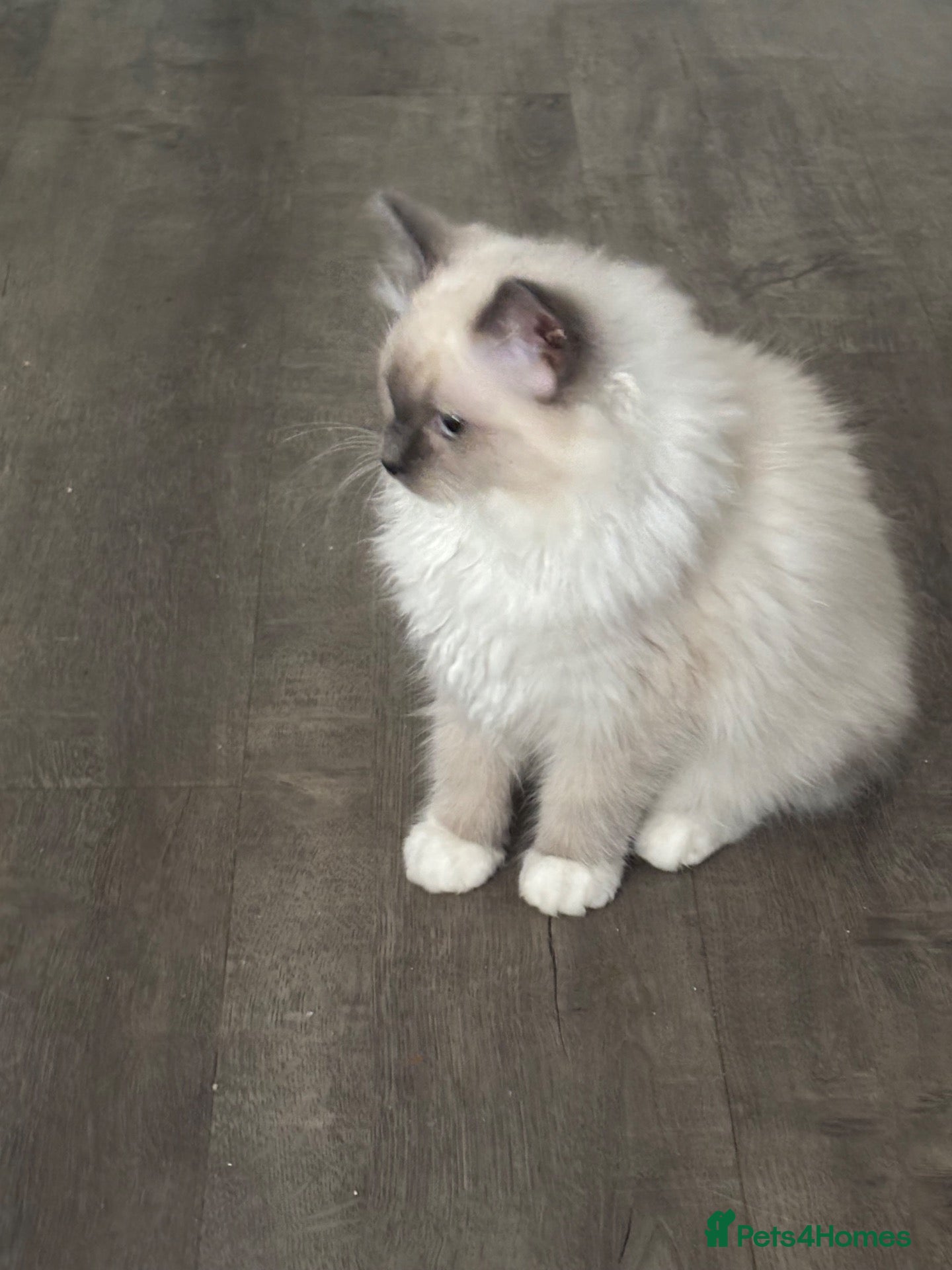 Ragdoll cats Gorgeous Blue  gccf kittens available 💜💜💜 - Advert 9