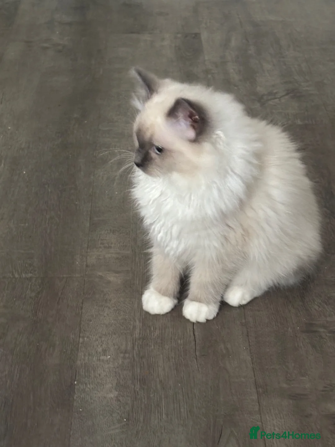 Ragdoll cats for sale: Gccf blue mitted girl ready now  💜💜💜 - Advert 1