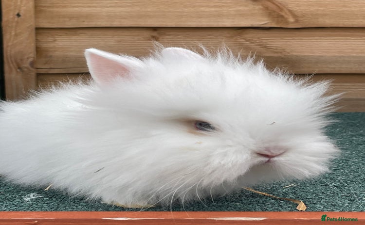 Lionhead rabbits - Advert 2