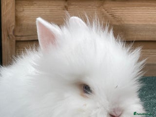 Lionhead rabbits - Advert 31