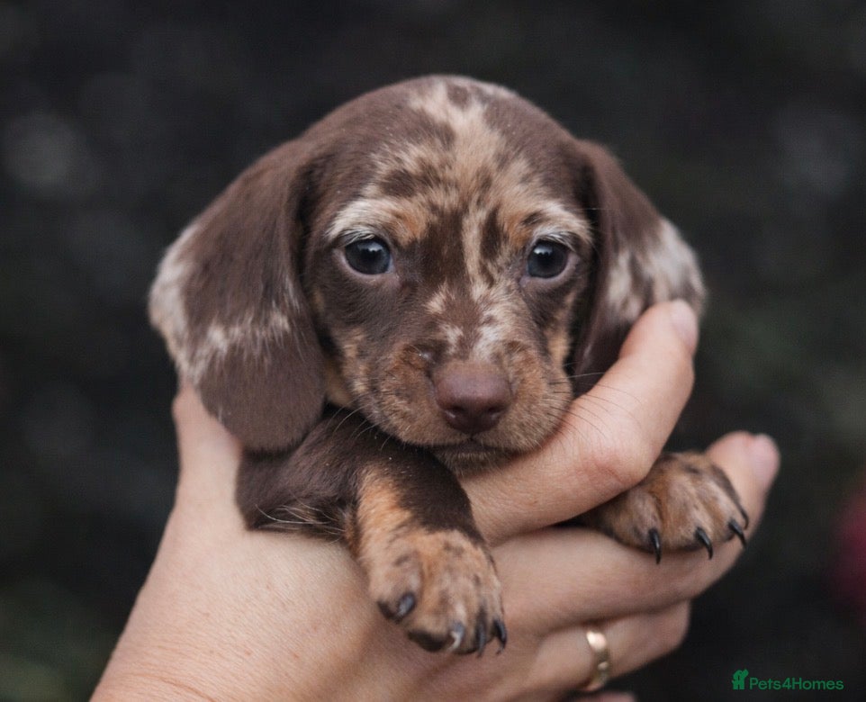 Miniature Dachshund dogs KC reg miniature dachshund only 3 boys left  - Advert 1