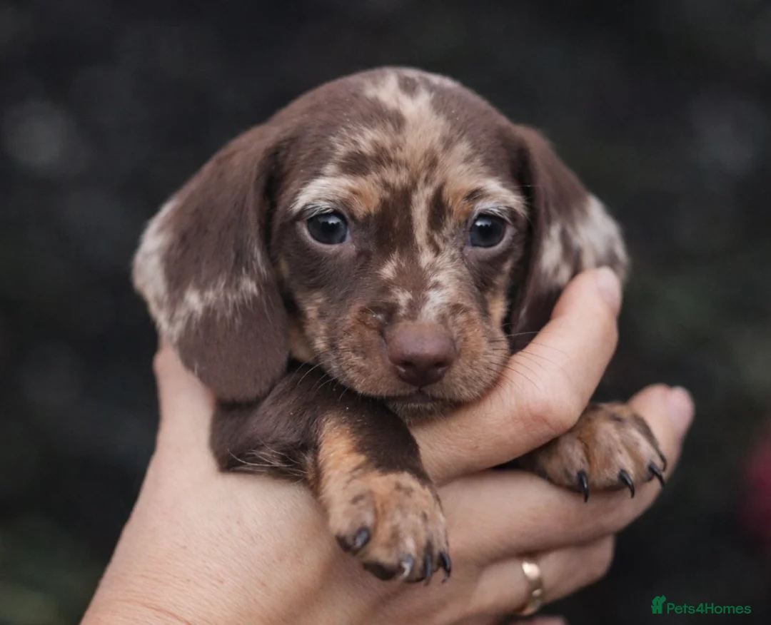 Miniature Dachshund dogs for sale: KC reg miniature dachshund only 3 boys left  - Advert 1