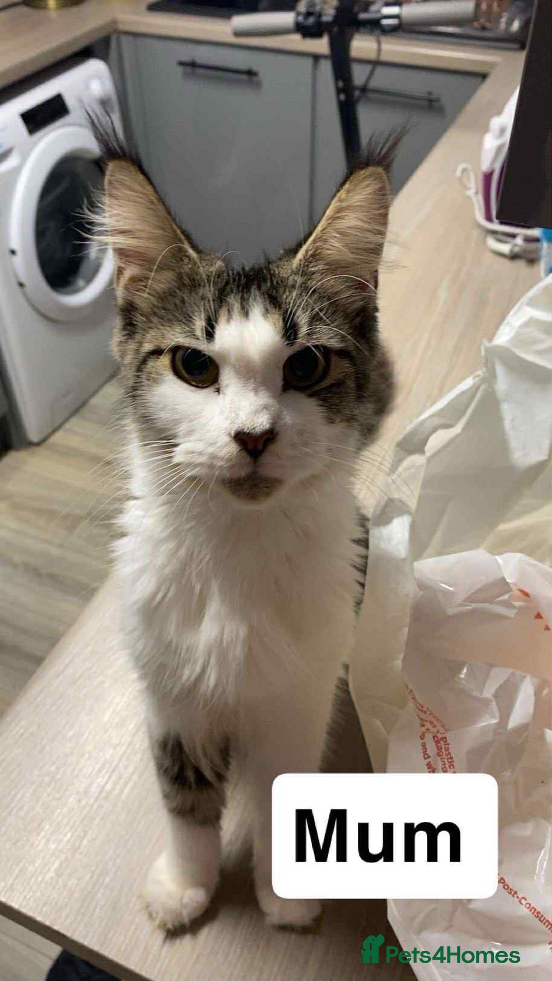 Maine Coon cats for sale: Full maine coon kittens for sale - Image 6