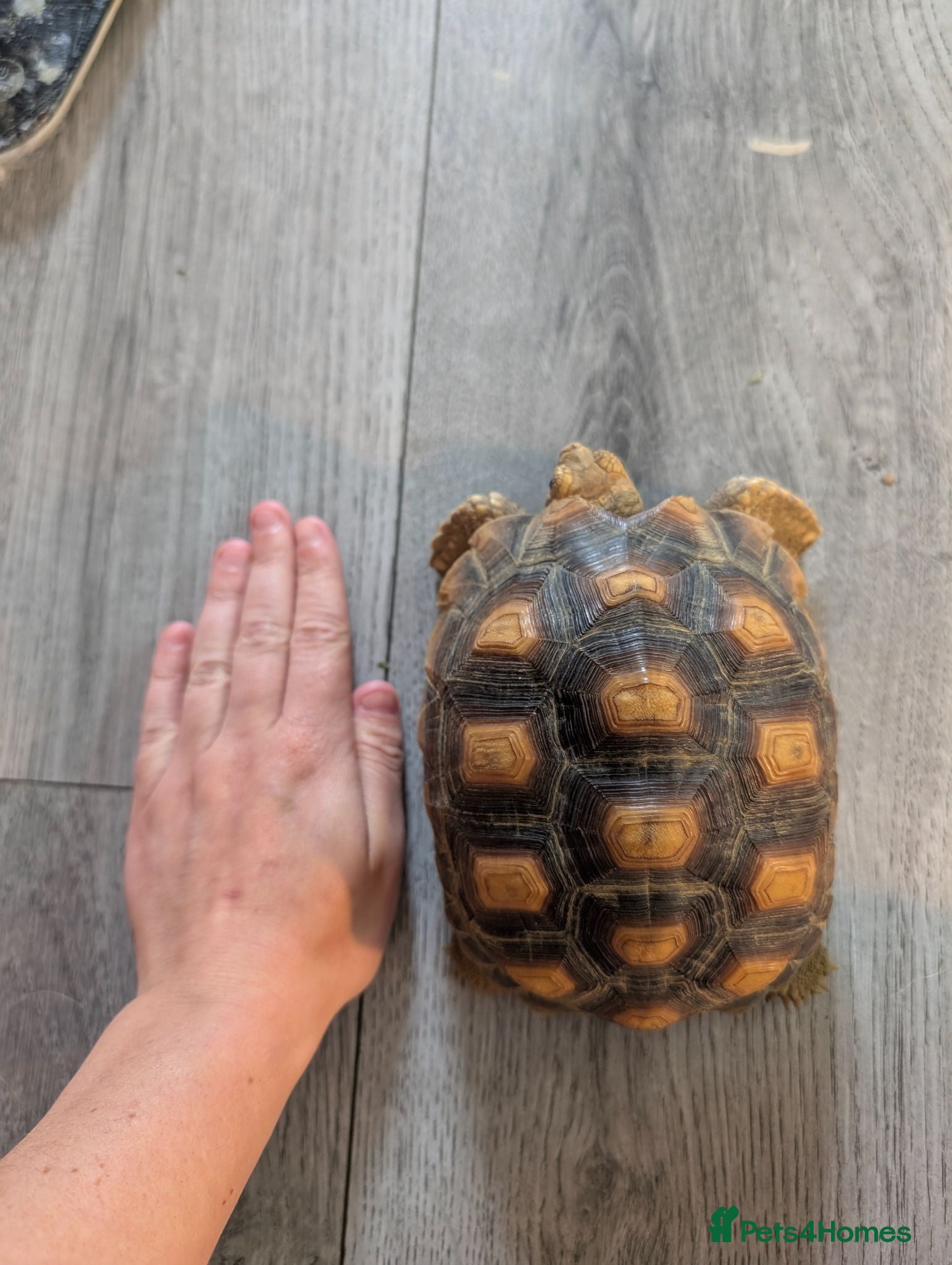 Tortoise reptiles Sulcata tortoise and vivarium for **SALE** - Advert 14