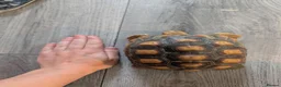 Tortoise reptiles for sale: Sulcata tortoise and vivarium for **SALE** - Advert 1