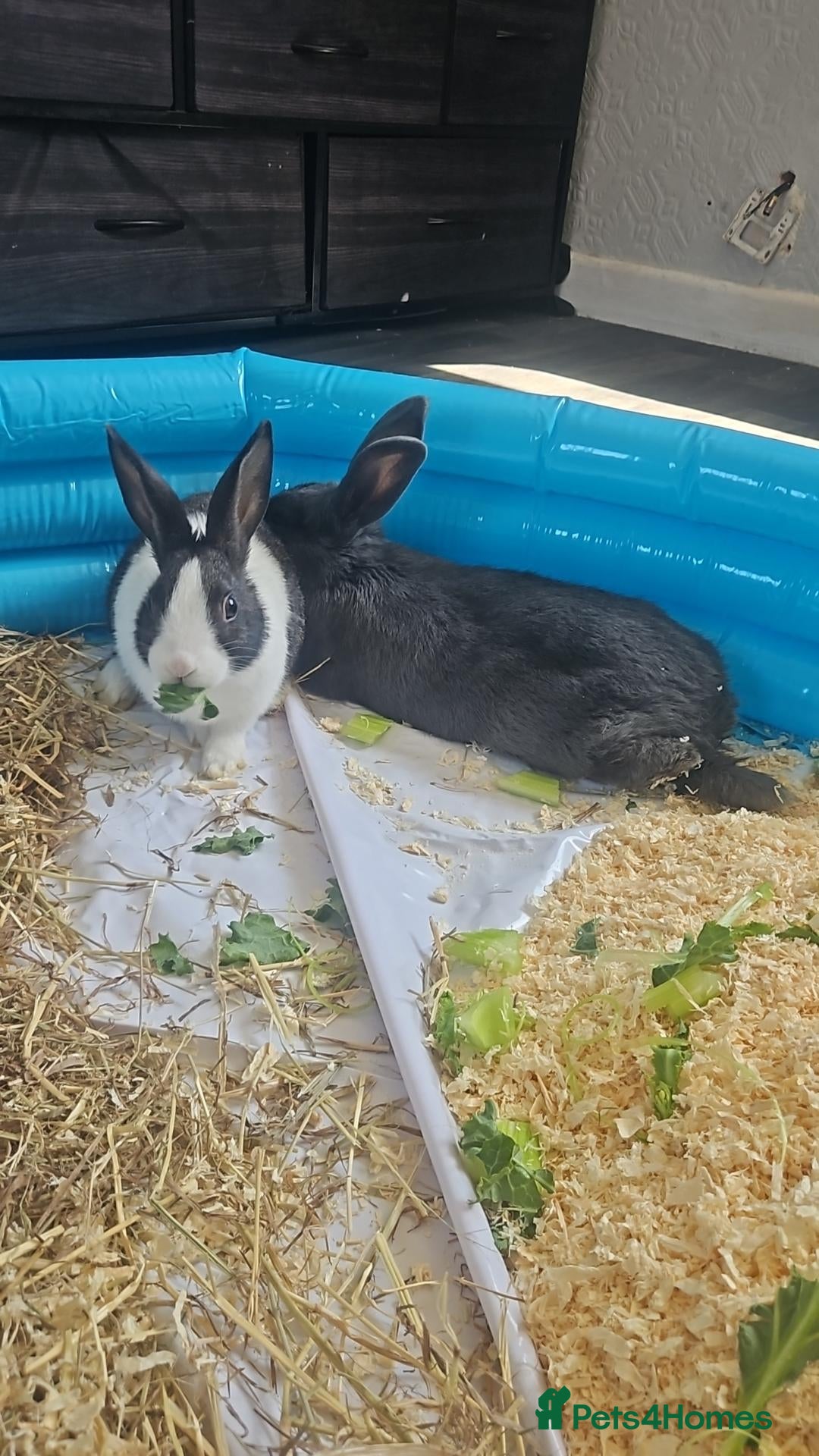 Dutch rabbits for sale: MARZY - Advert 1
