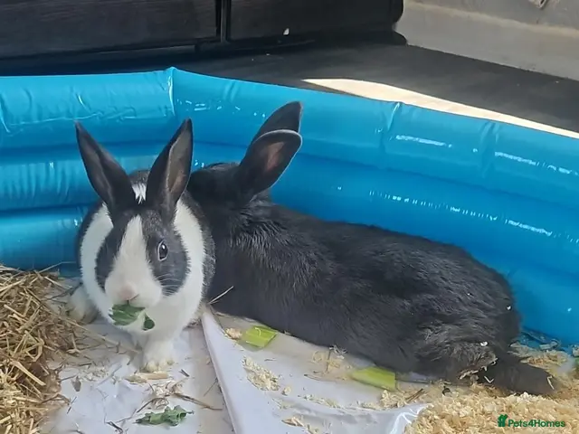 Dutch rabbits for sale: MARZY - Advert 1