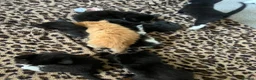 Mixed Breed cats for sale: Beautiful Kittens for sale- ready for loving homes in Chelmsford - Advert 8
