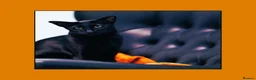 Oriental cats for sale: BEAUTIFUL PANTHER BLACK ORIENTAL PEDIGREE CAT - Advert 6