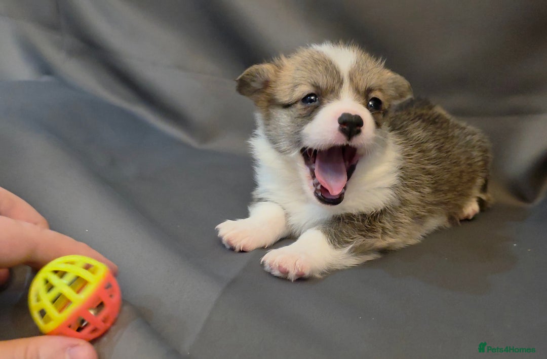 Welsh Corgi Pembroke dogs for sale: 33rd Generation RKC Pembroke Corgi Pups - Advert 9