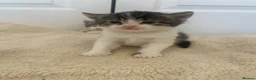 Mixed Breed cats for sale: Tri colour kittens - Advert 2