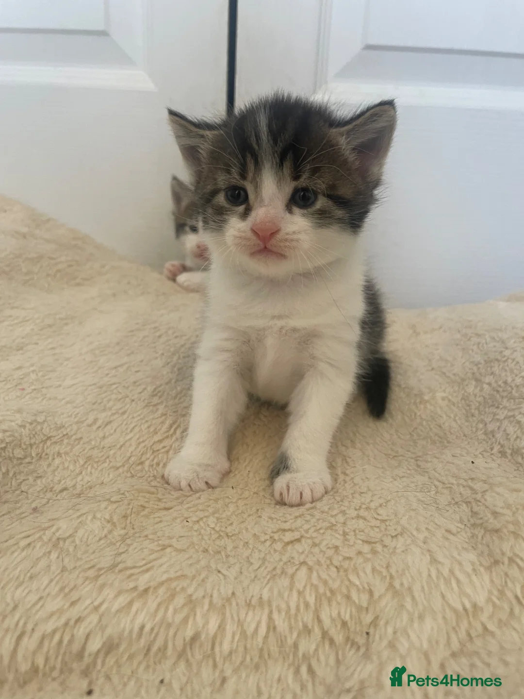 Mixed Breed cats for sale: Tri colour kittens - Advert 2