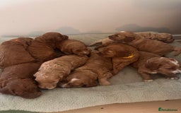 Irish Doodle dogs for sale: Gorgeous Miniature F1 Irish Doodles - Image 36