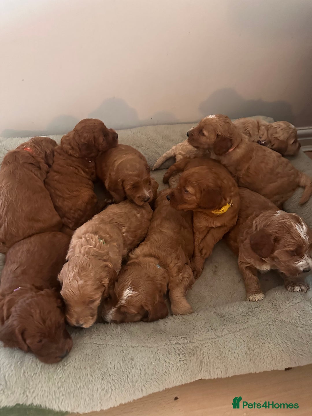 Irish Doodle dogs for sale: Gorgeous Miniature F1 Irish Doodles - Image 36